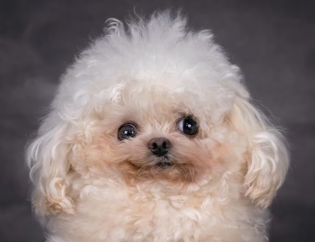 Customer avatar (Verified reviewer)